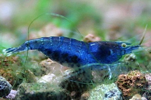 Caridina cf. Babaulti (Bouvier, 1918 )